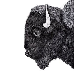 Pointillism Bison Portrait Print